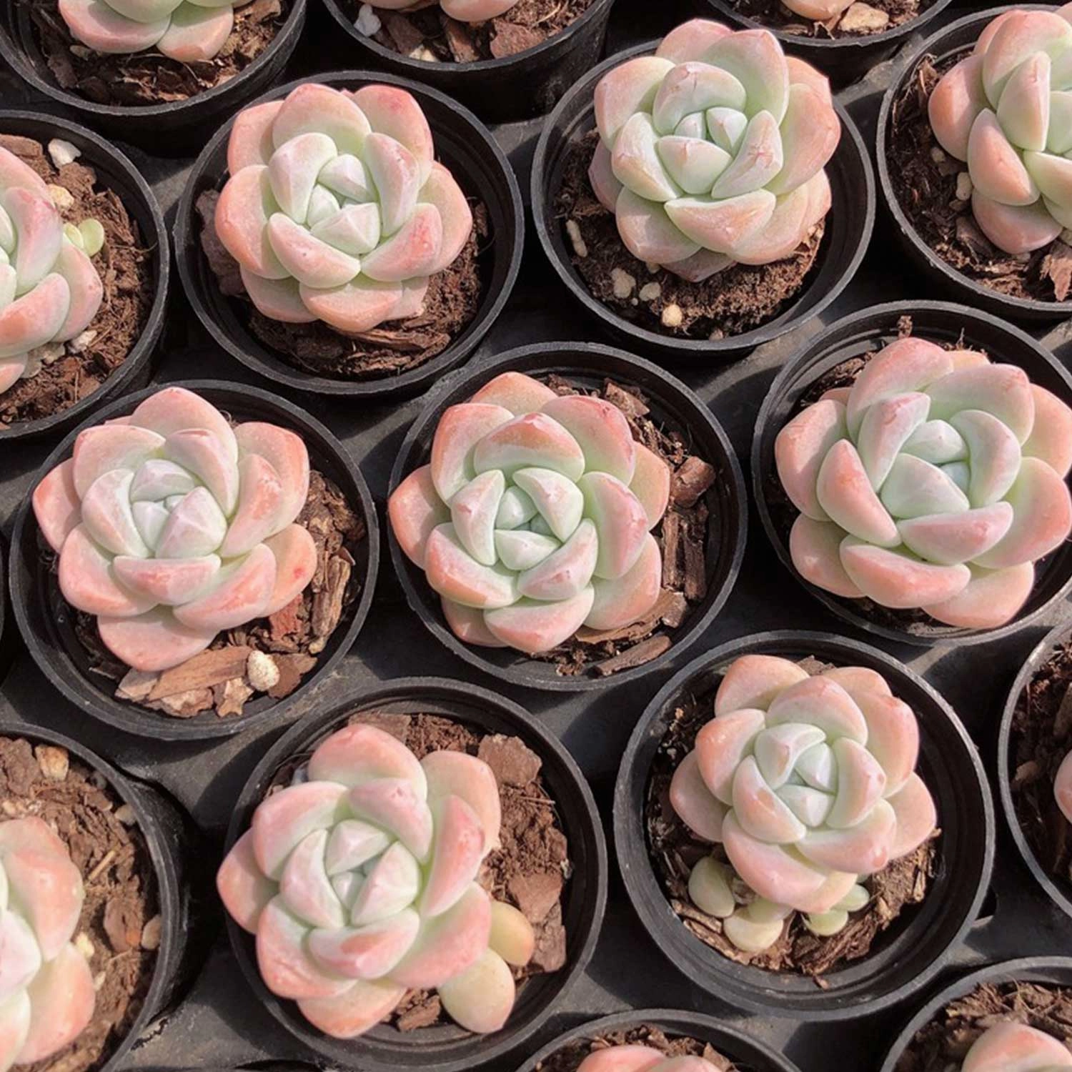 Echeveria 'Ice Green' (Rare)