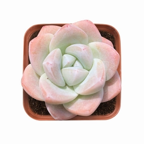 Echeveria 'Ice Green' (Rare) mini ornamental plant  
