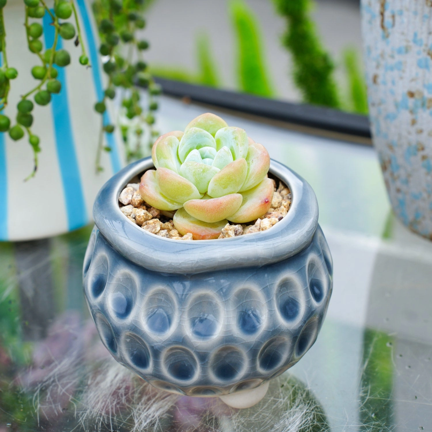 Echeveria 'Ice Green' (Rare)