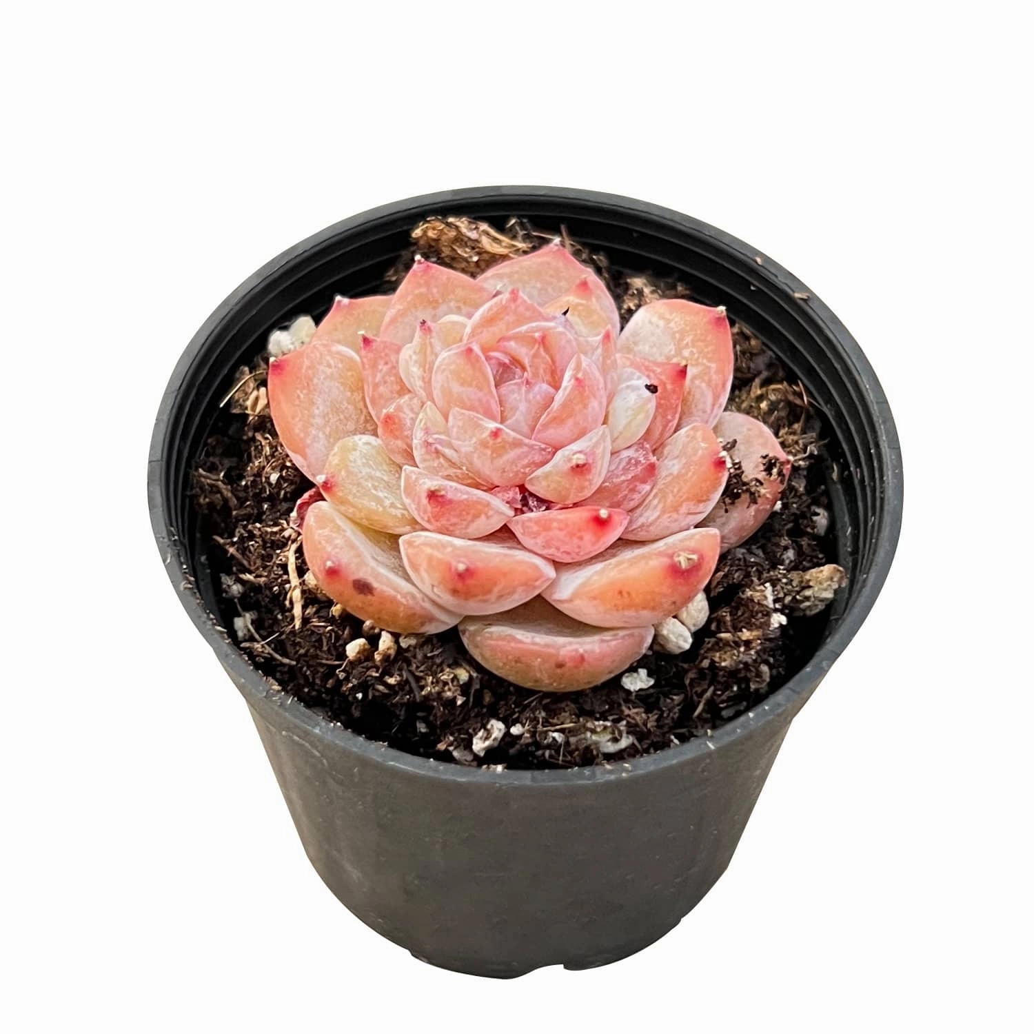 Echeveria 'Icy Laui' Sugar Heart