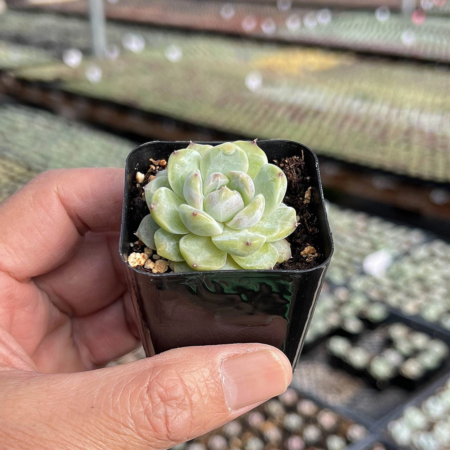 Echeveria 'Icy Laui' Sugar Heart