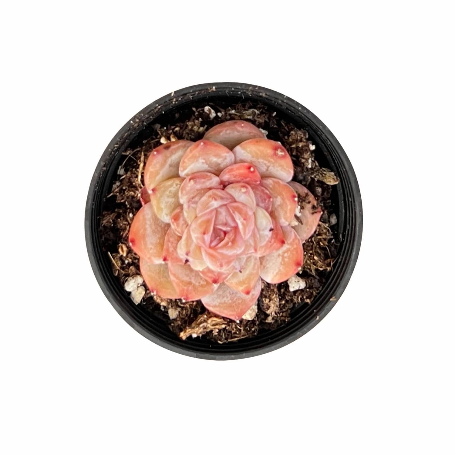 Echeveria 'Icy Laui' Sugar Heart mini ornamental plant  