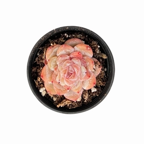 Echeveria 'Icy Laui' Sugar Heart mini ornamental plant  