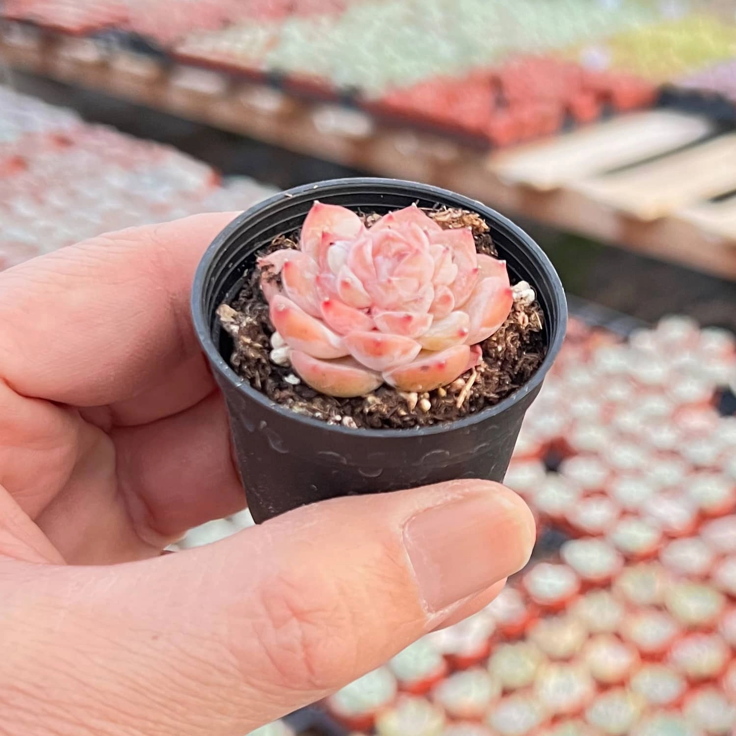Echeveria 'Icy Laui' Sugar Heart