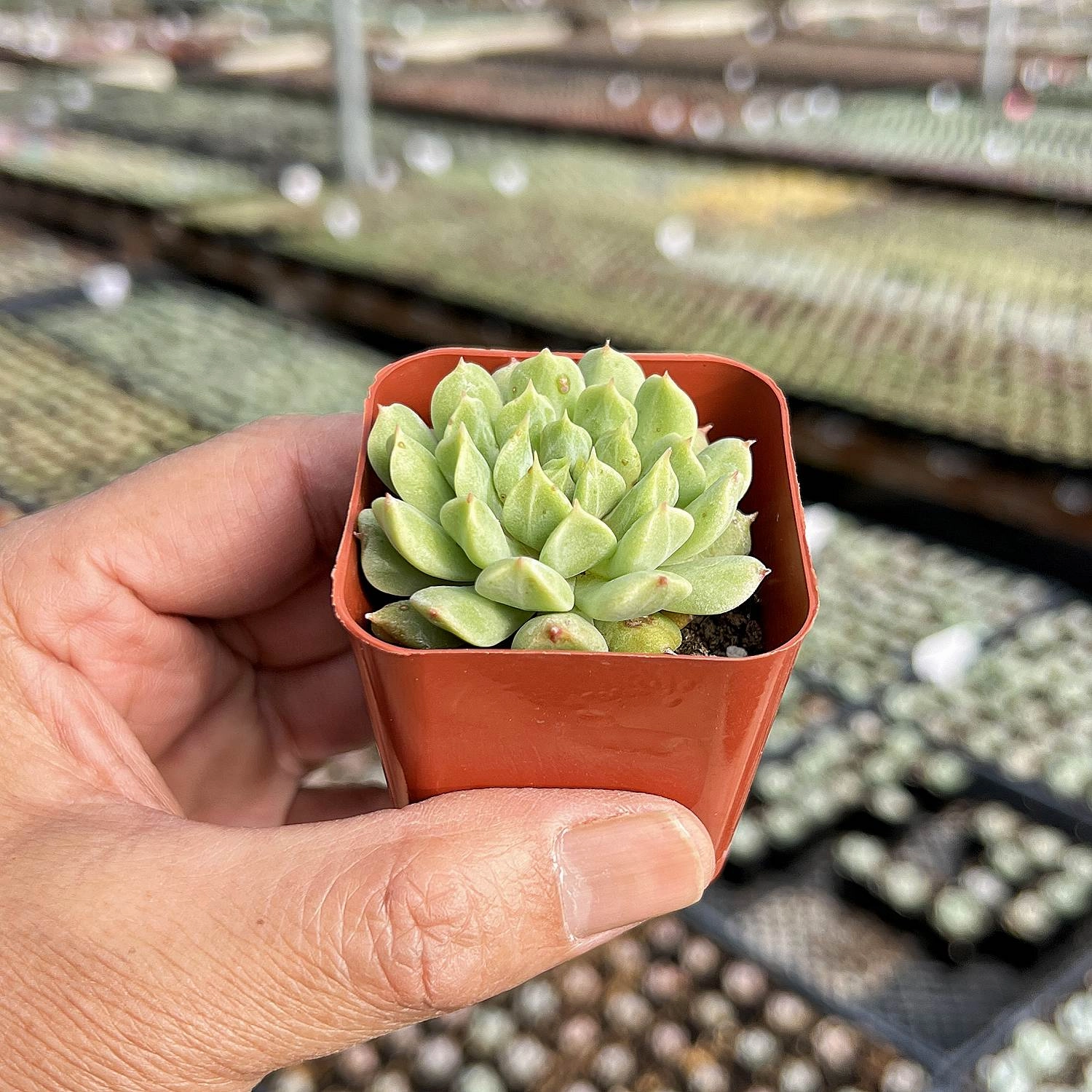 Echeveria 'Irish Mint'