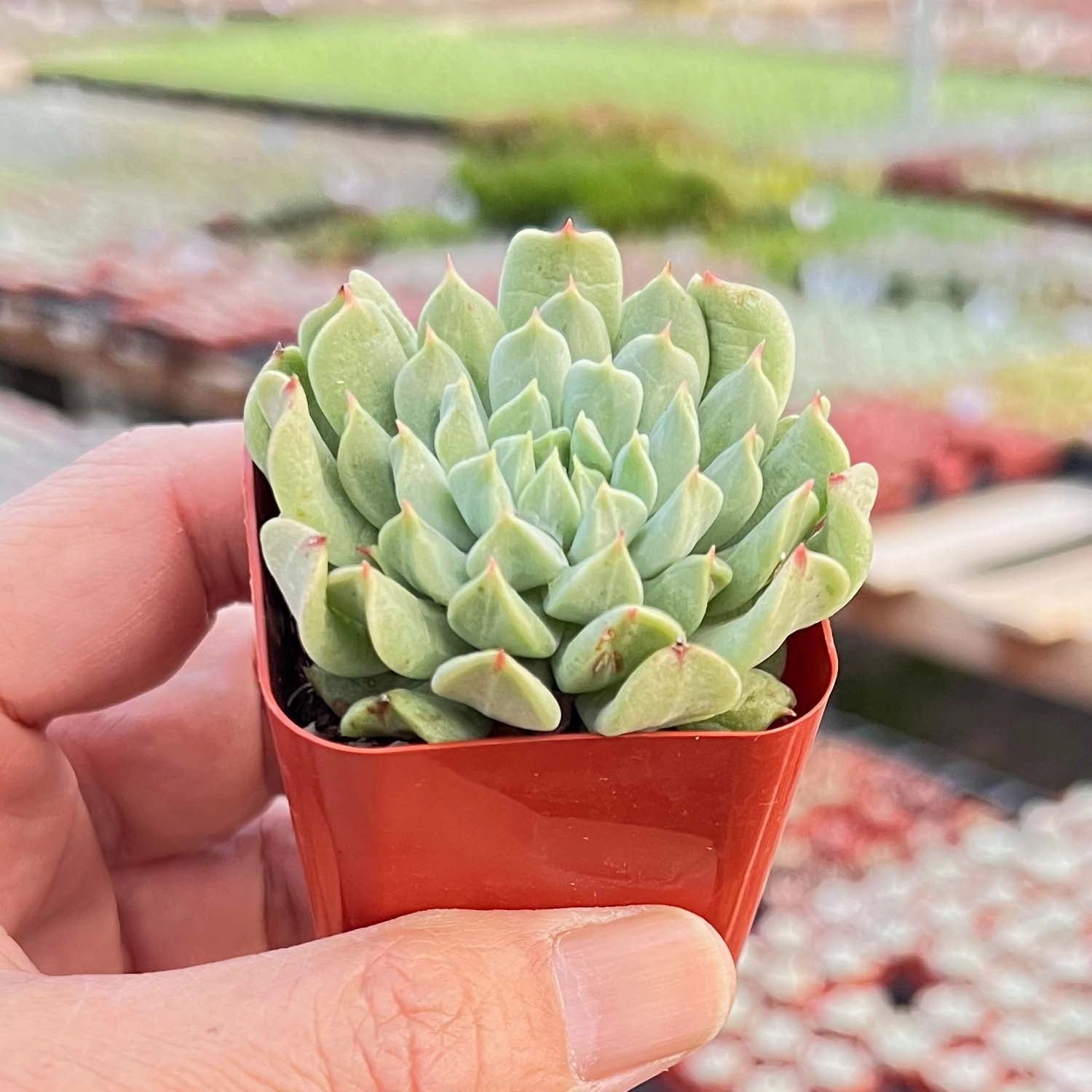 Echeveria 'Irish Mint'