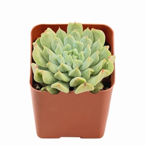 Echeveria 'Irish Mint' mini ornamental plant  