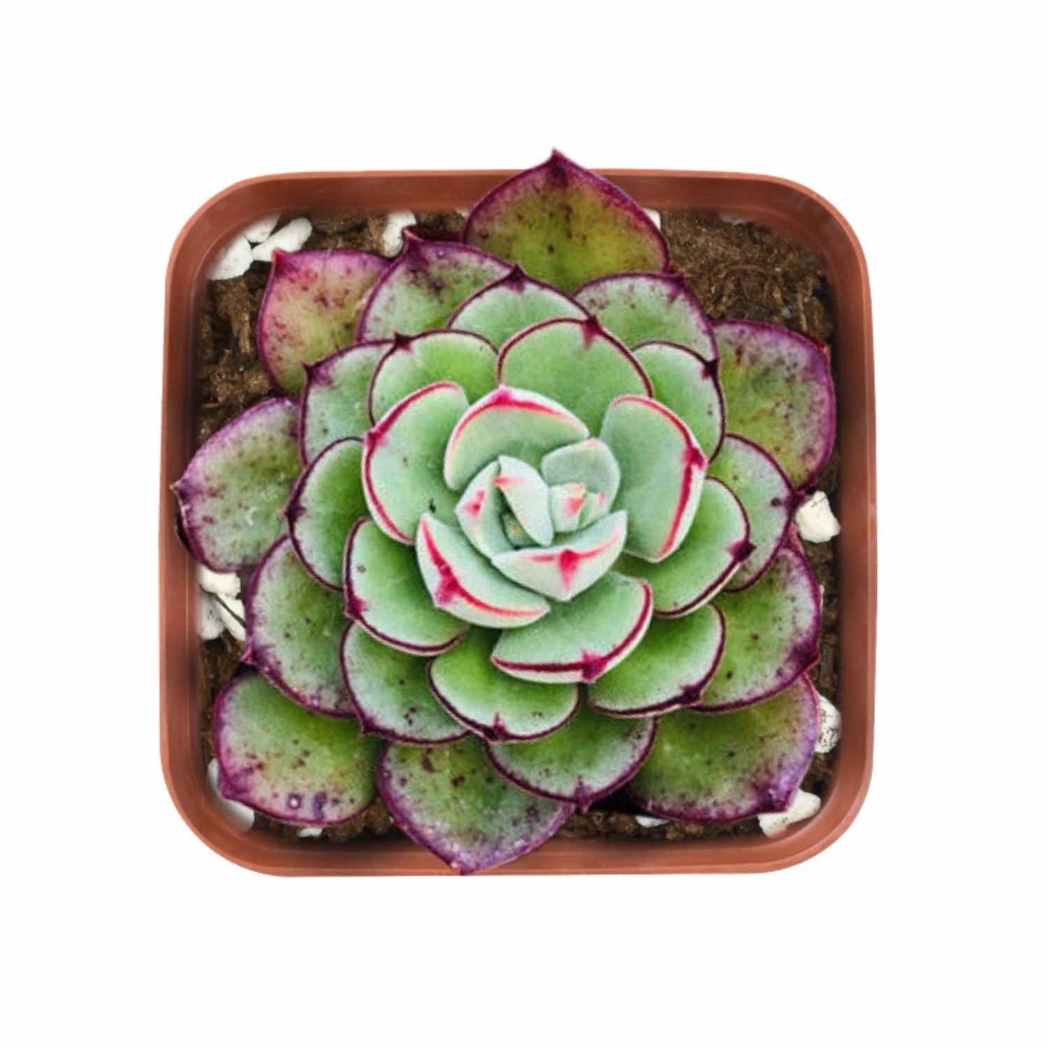 Echeveria 'Joan Daniel' mini ornamental plant  