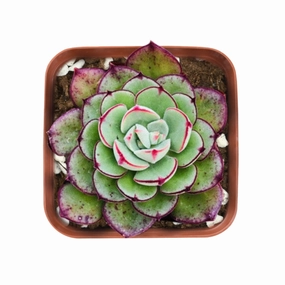 Echeveria 'Joan Daniel' mini ornamental plant  