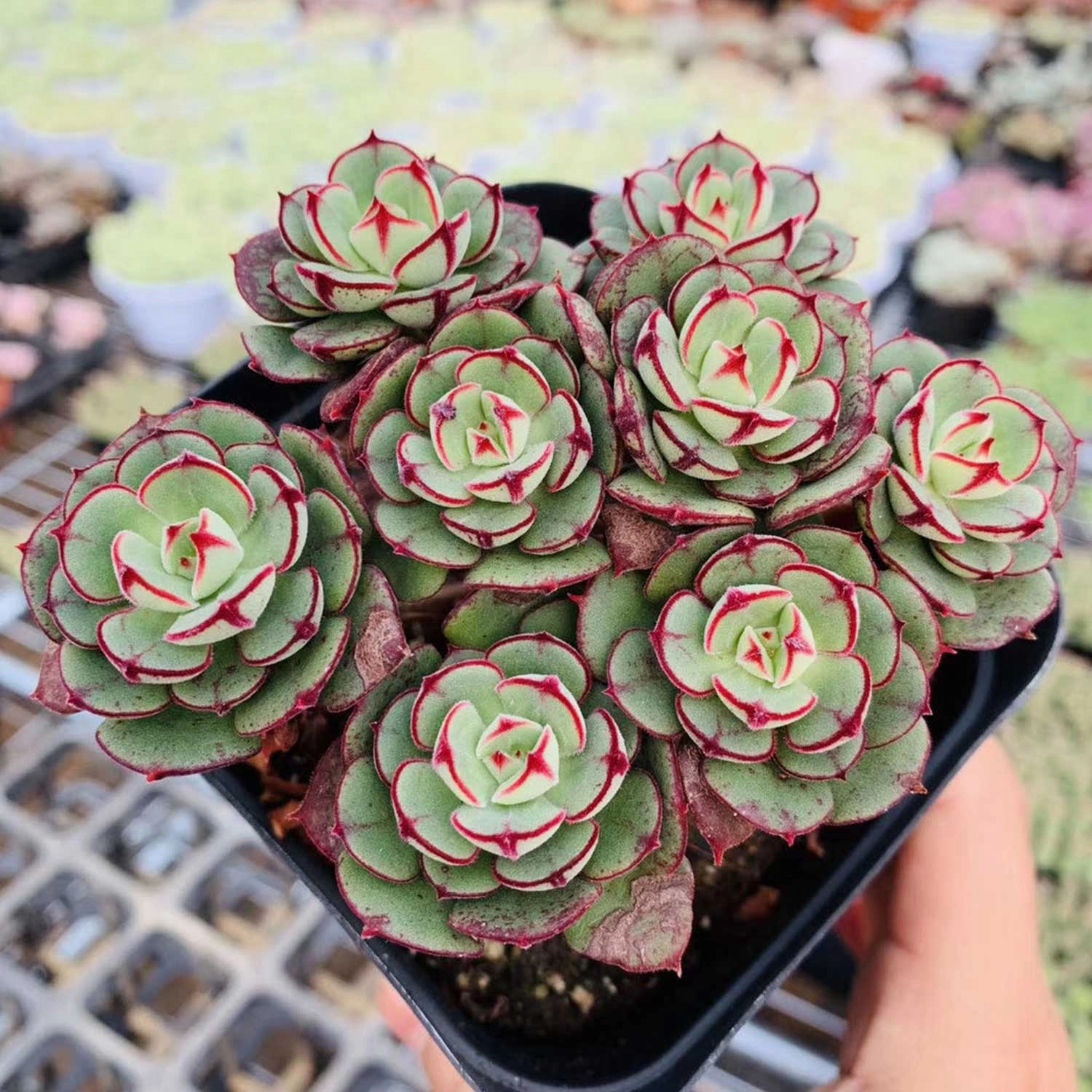 Echeveria 'Joan Daniel'