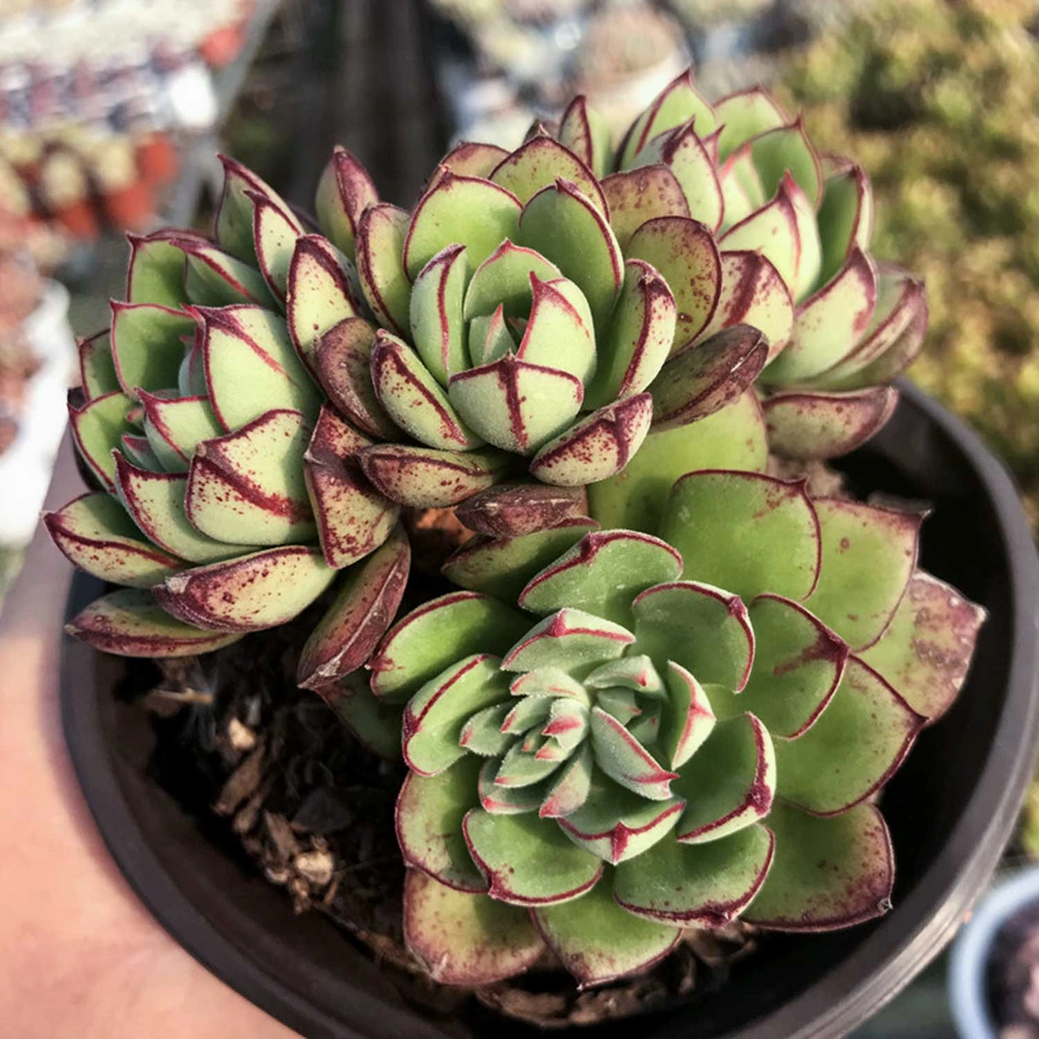 Echeveria 'Joan Daniel'