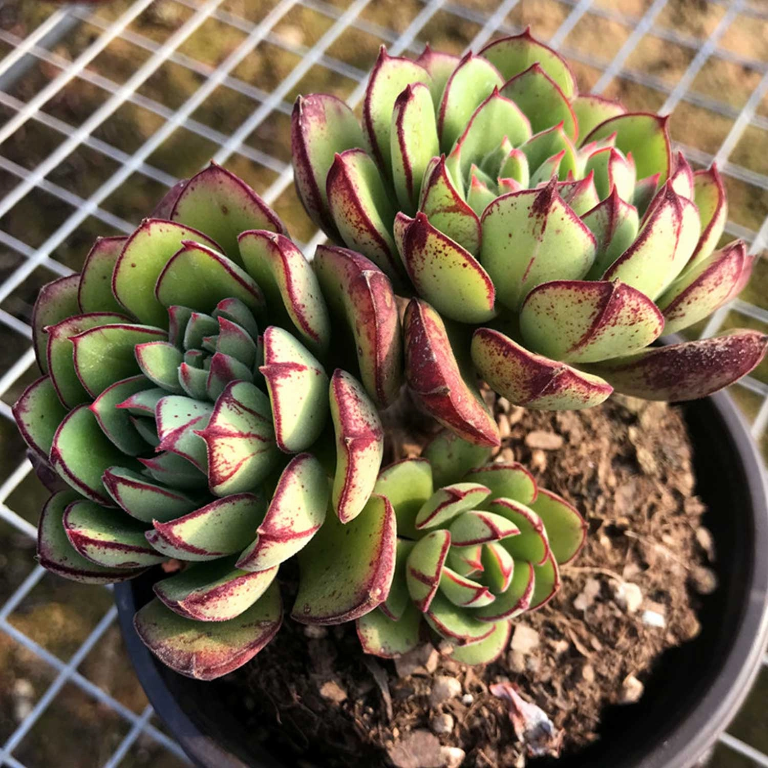 Echeveria 'Joan Daniel'