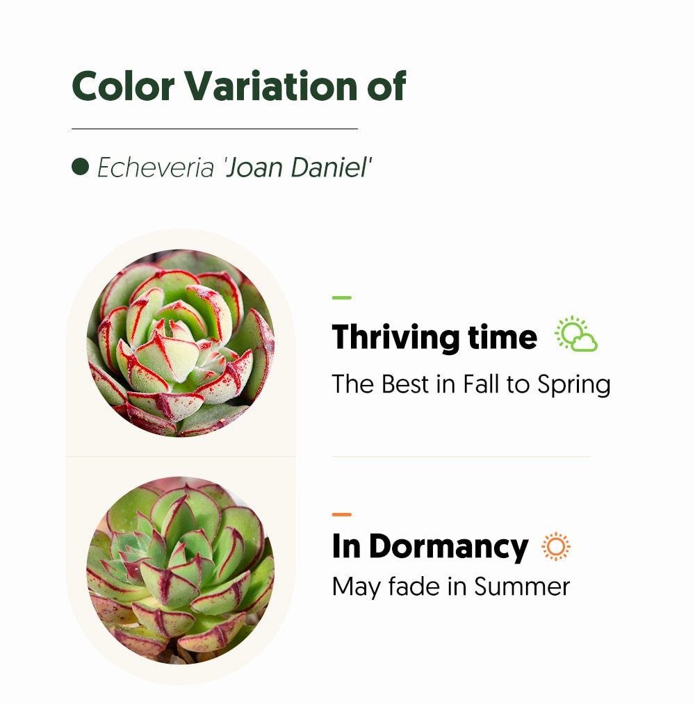 Echeveria 'Joan Daniel'