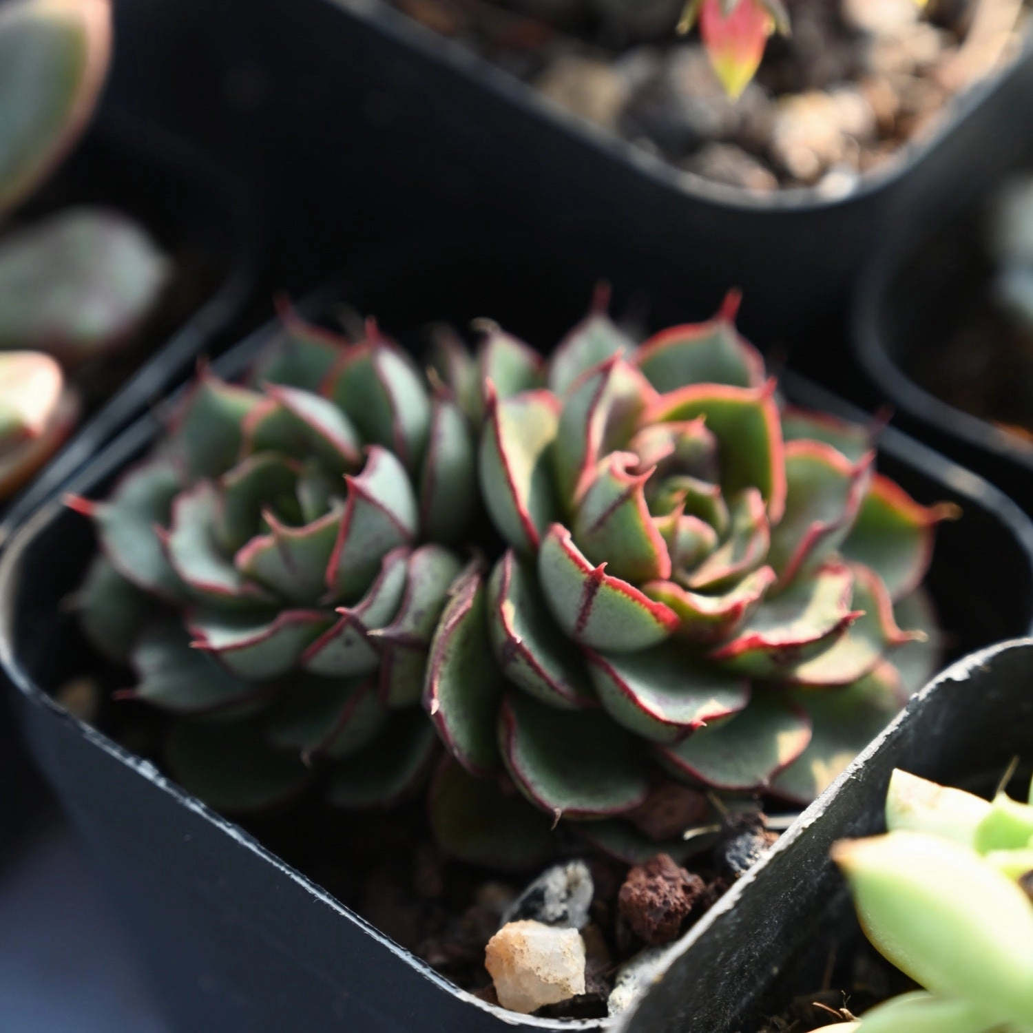 Echeveria 'Joan Daniel'