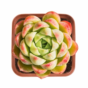 Echeveria 'Lime and Chile' mini ornamental plant  