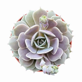 Echeveria 'Lola' (4 inch) mini ornamental plant  