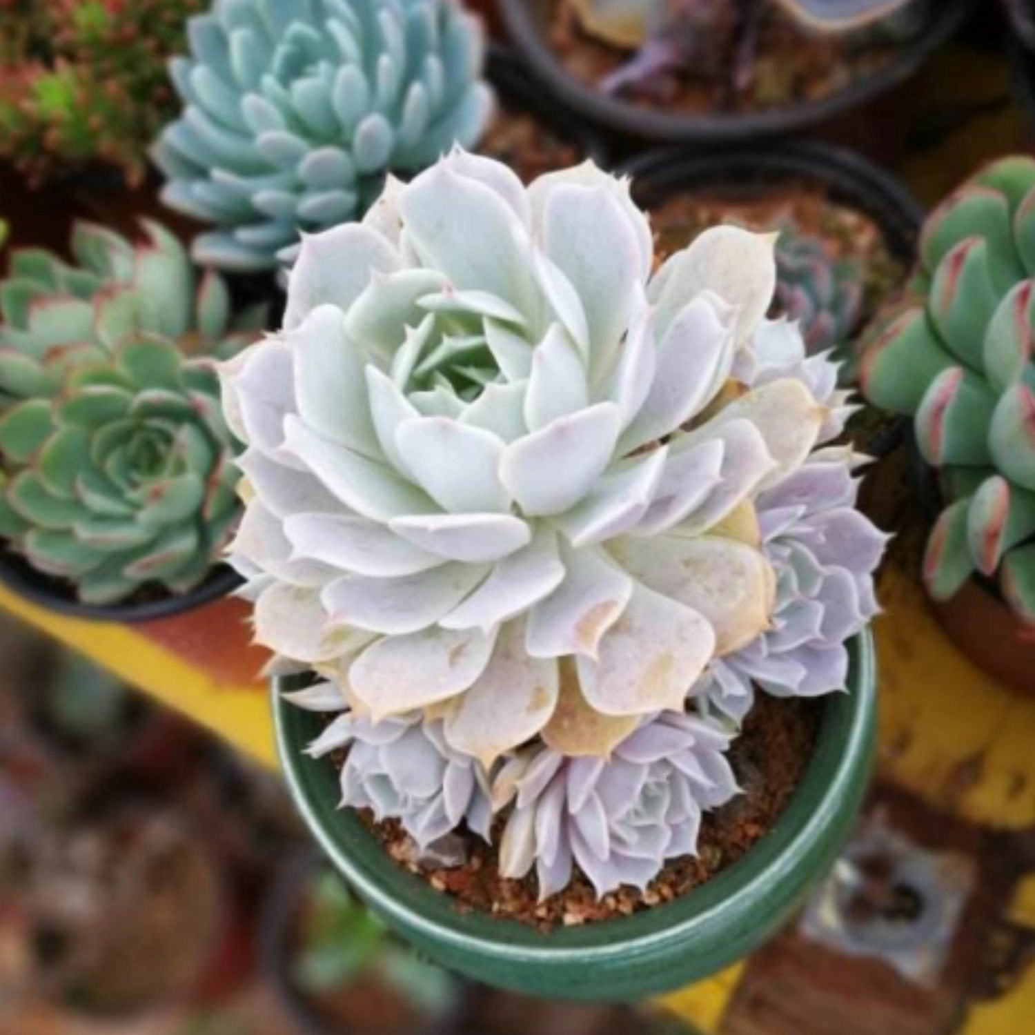 Echeveria 'Lola' (4 inch)