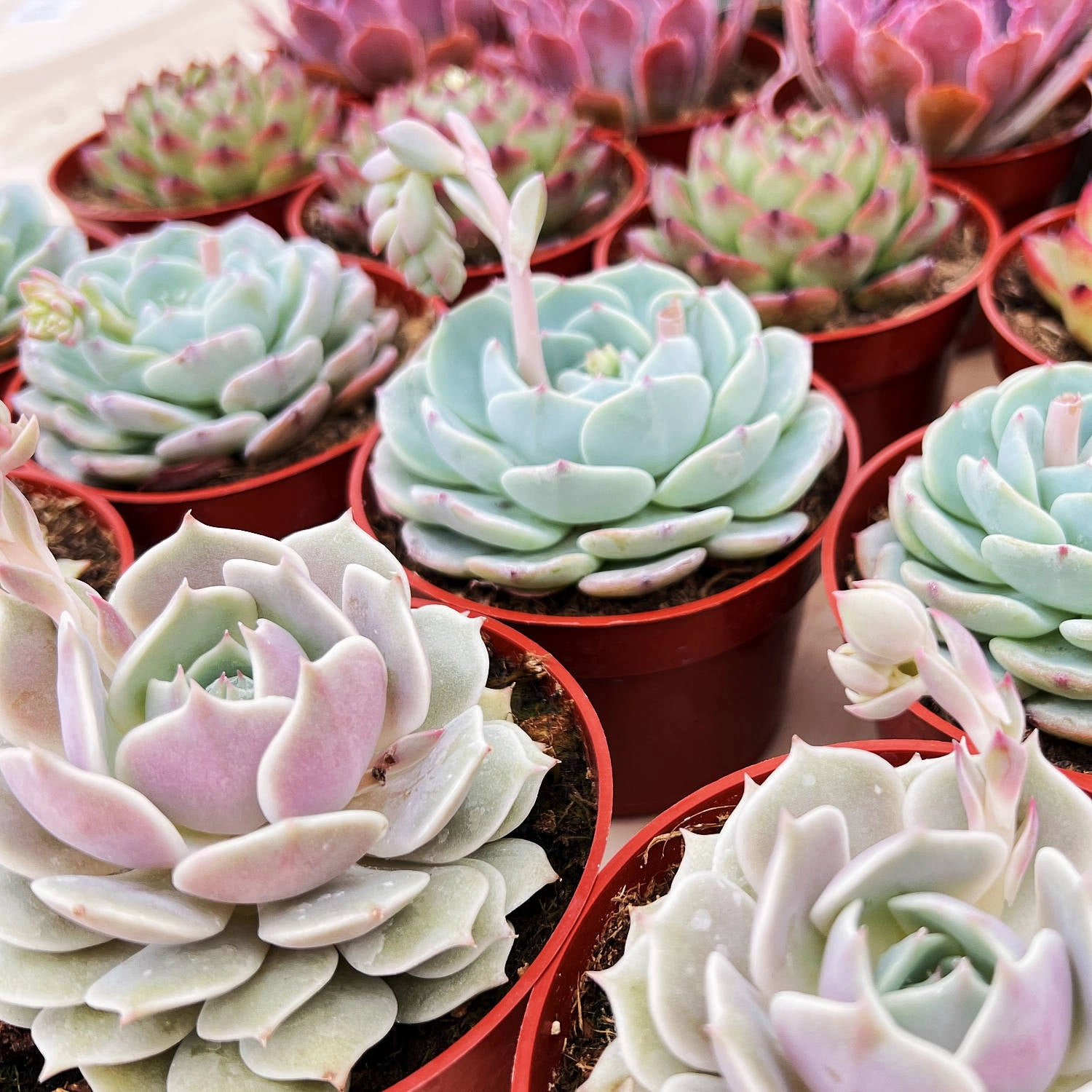 Echeveria 'Lola' (4 inch)