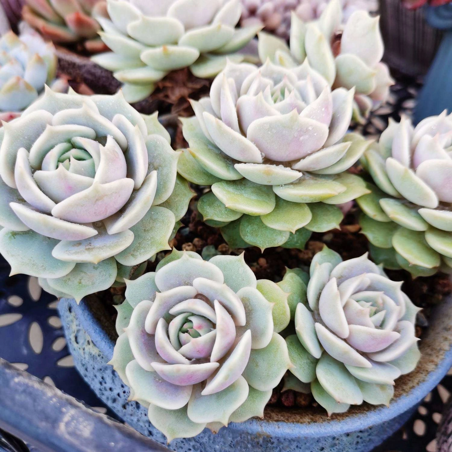 Echeveria 'Lola' (4 inch)