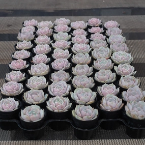 Echeveria 'Lola'  Bulk 54 Tray - 2in Pot mini ornamental plant  