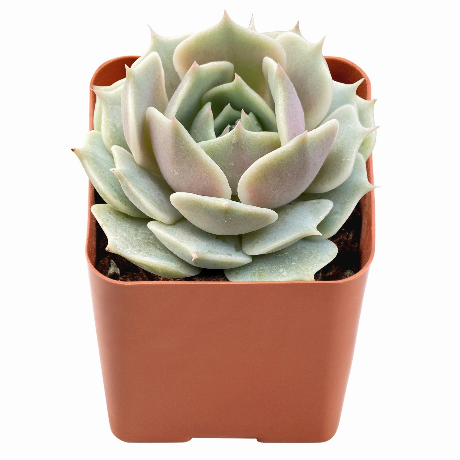 Echeveria 'Lola'  Bulk 54 Tray - 2in Pot