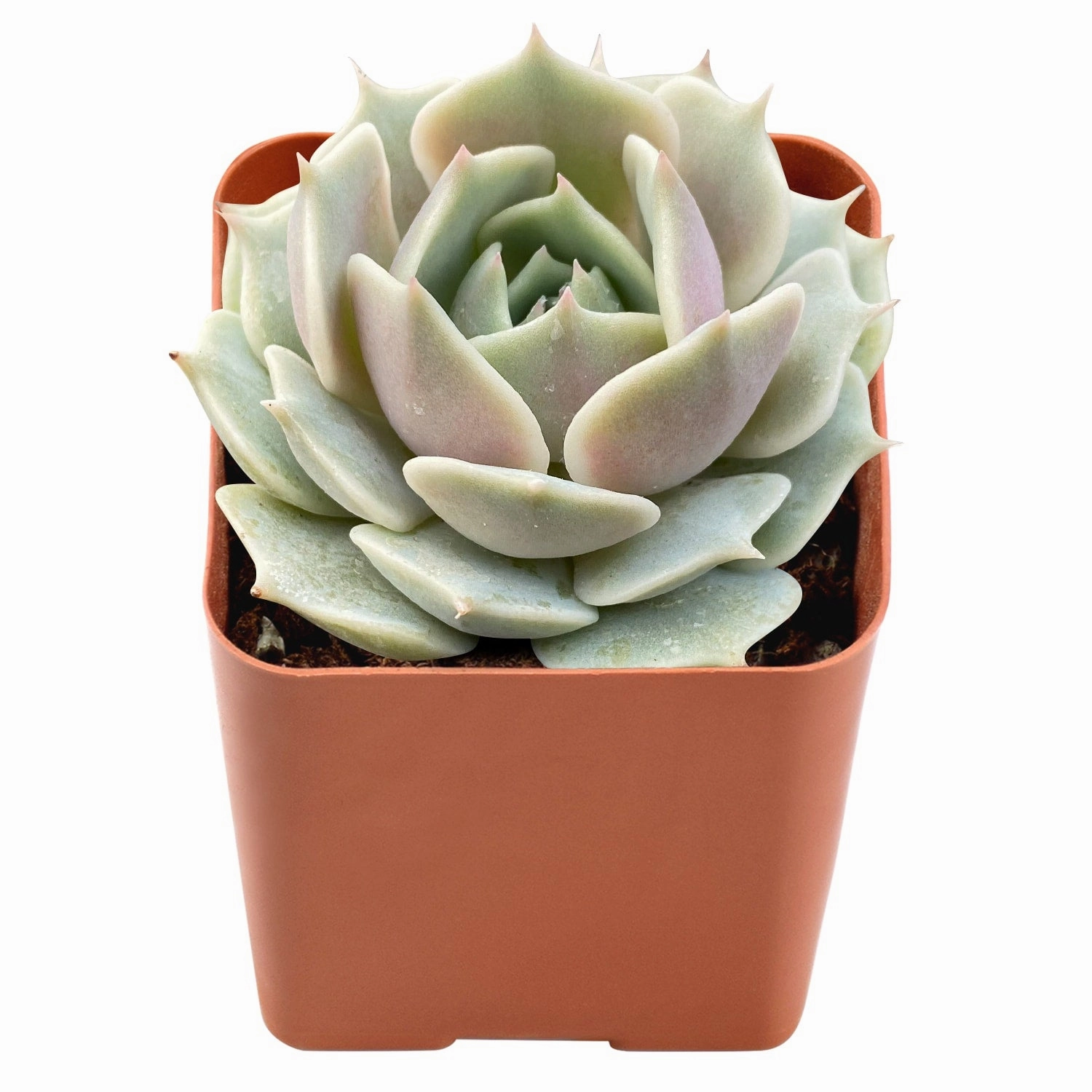 Echeveria 'Lola'  Bulk 54 Tray - 2in Pot