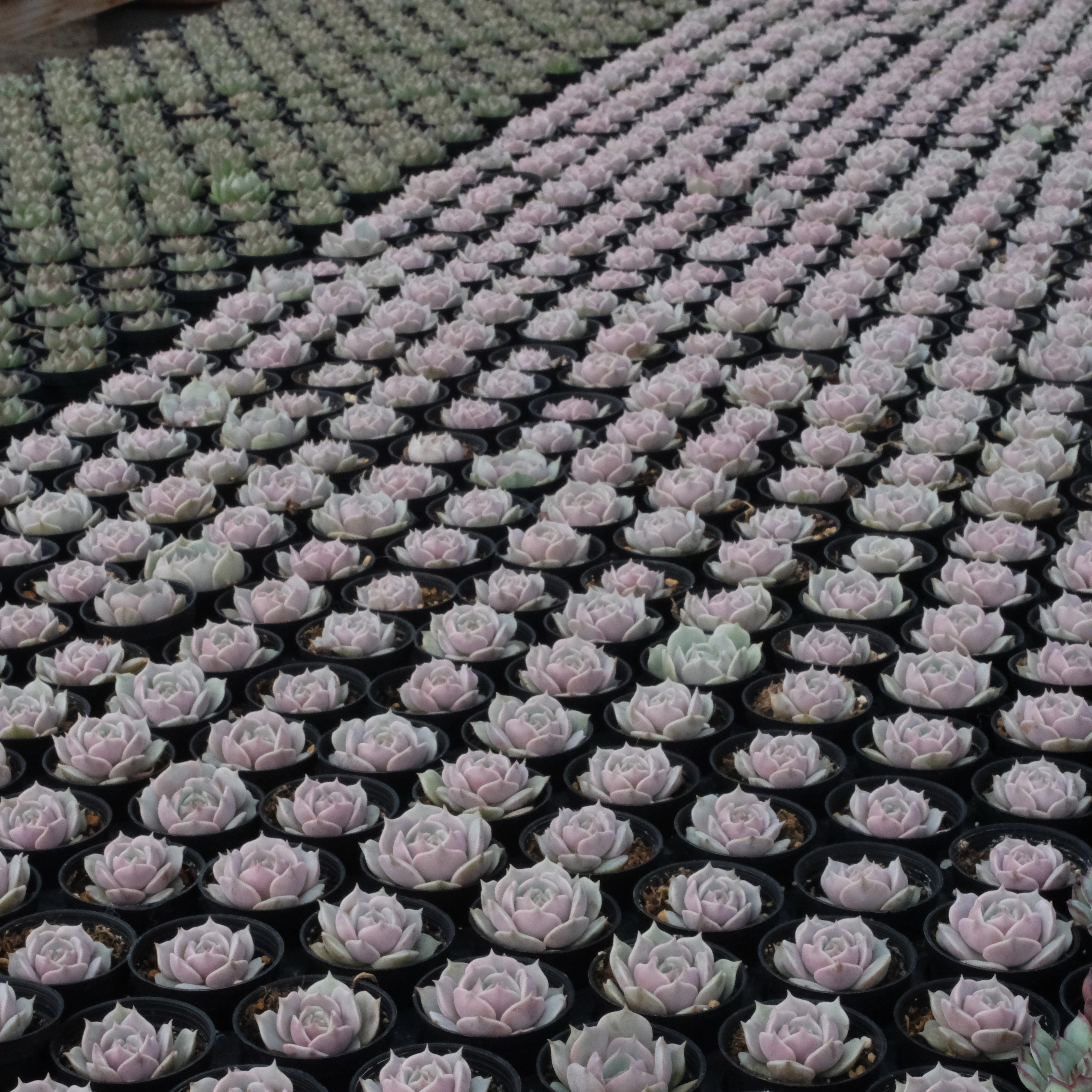 Echeveria 'Lola'  Bulk 54 Tray - 2in Pot