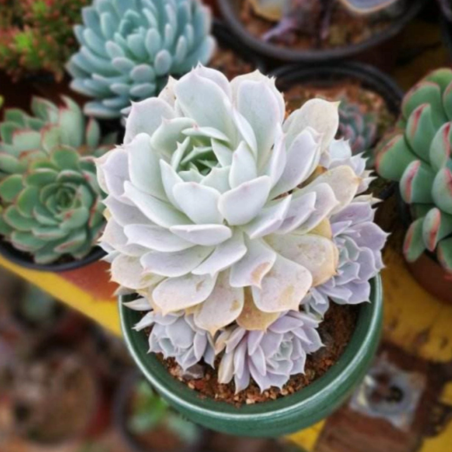 Echeveria 'Lola'