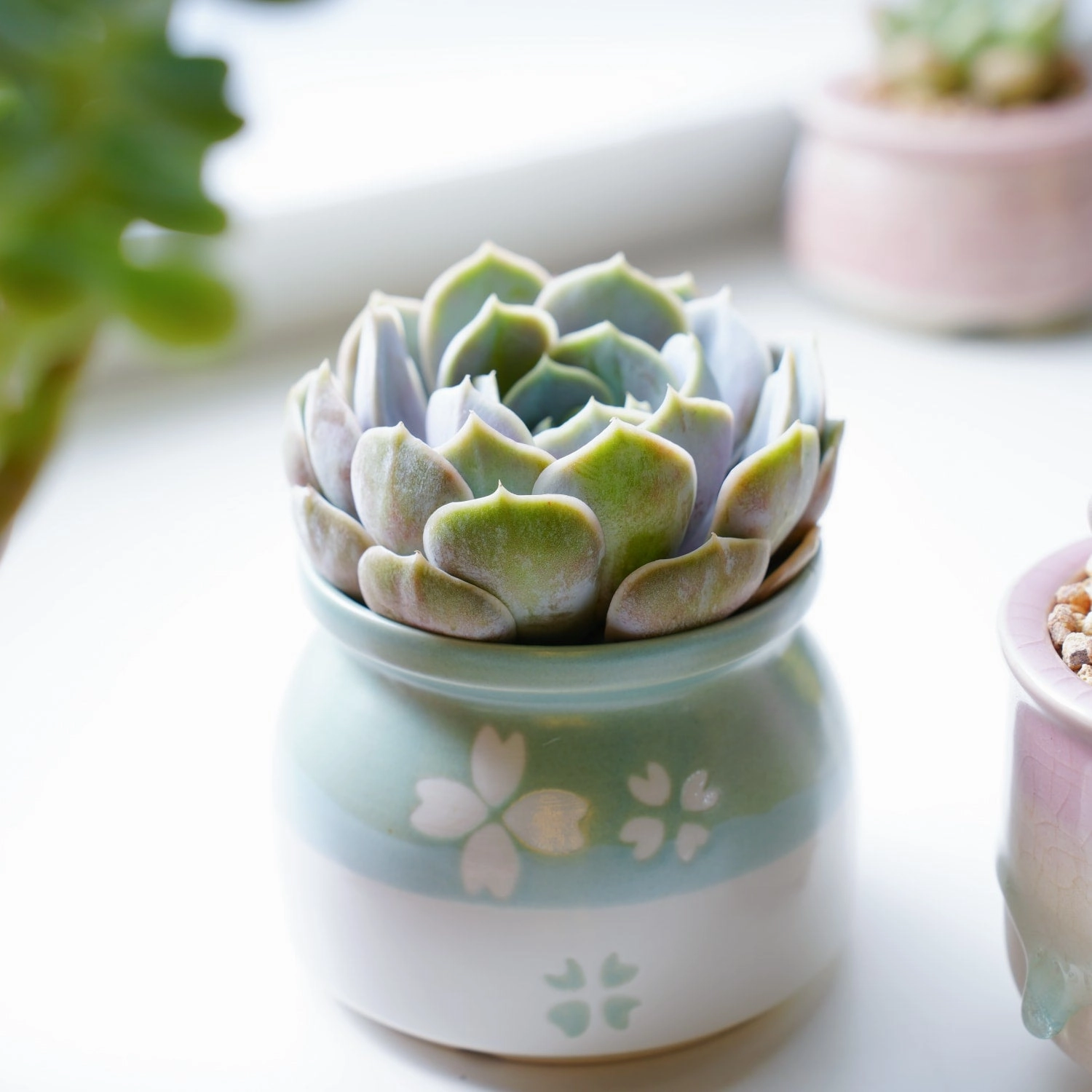 Echeveria 'Lola'