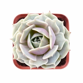 Echeveria 'Lola' mini ornamental plant  