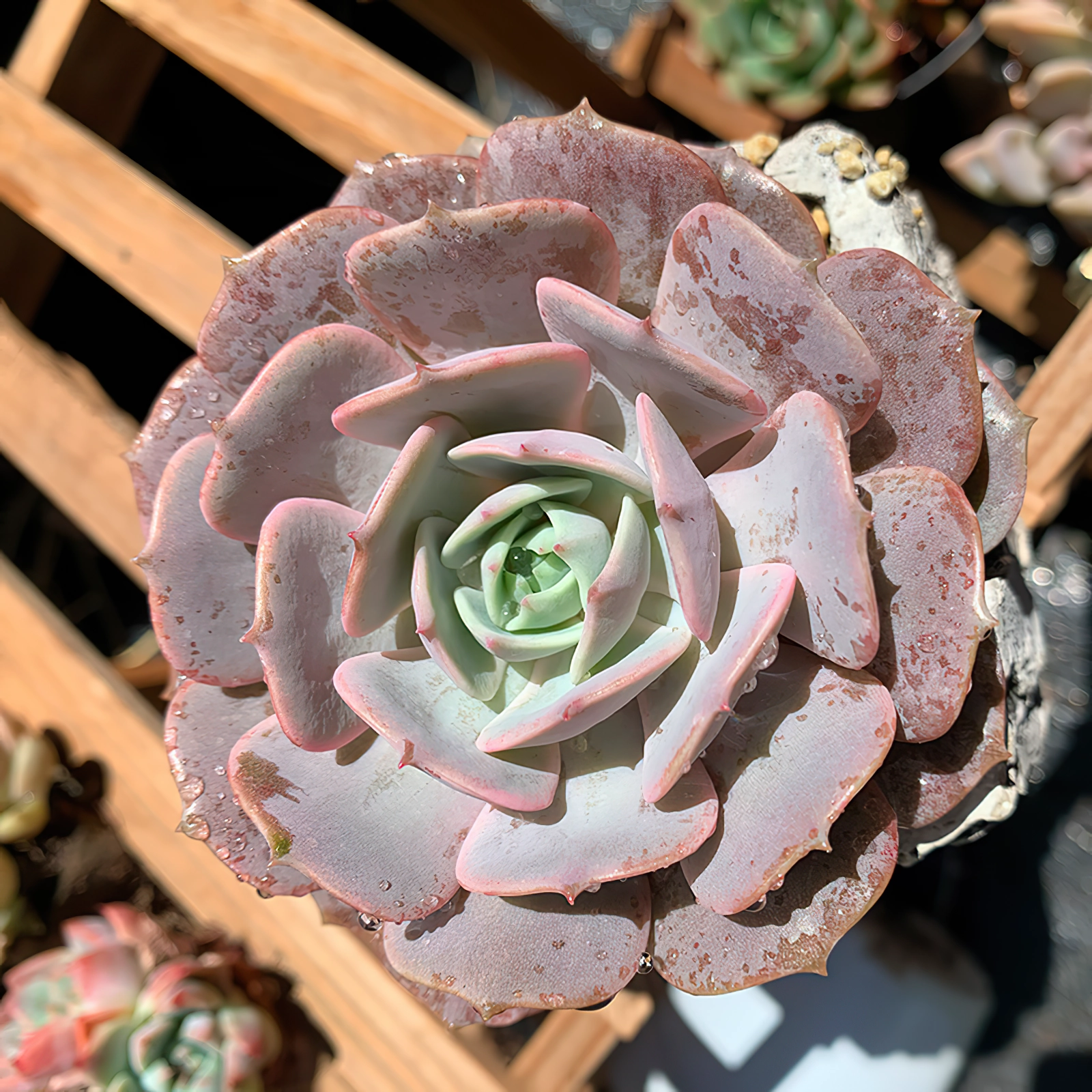 Echeveria 'Lola'