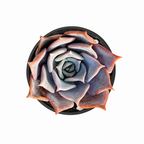 Echeveria 'Lucila' mini ornamental plant  
