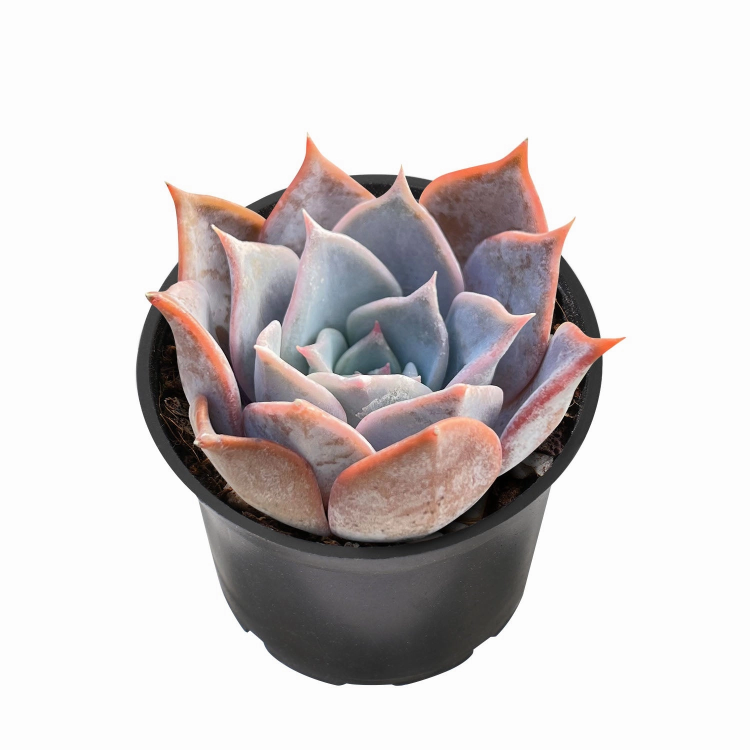 Echeveria 'Lucila'