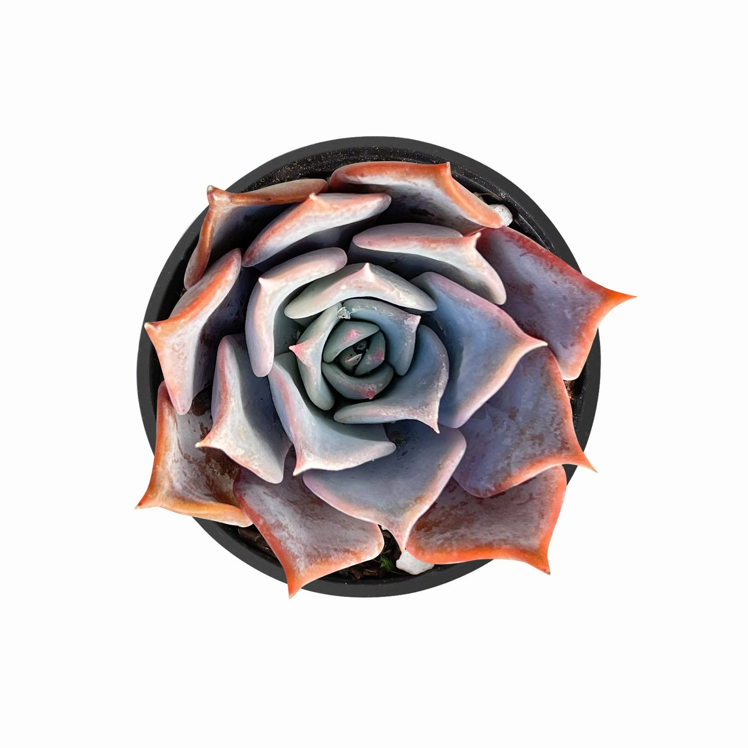 Echeveria 'Lucila' mini ornamental plant  
