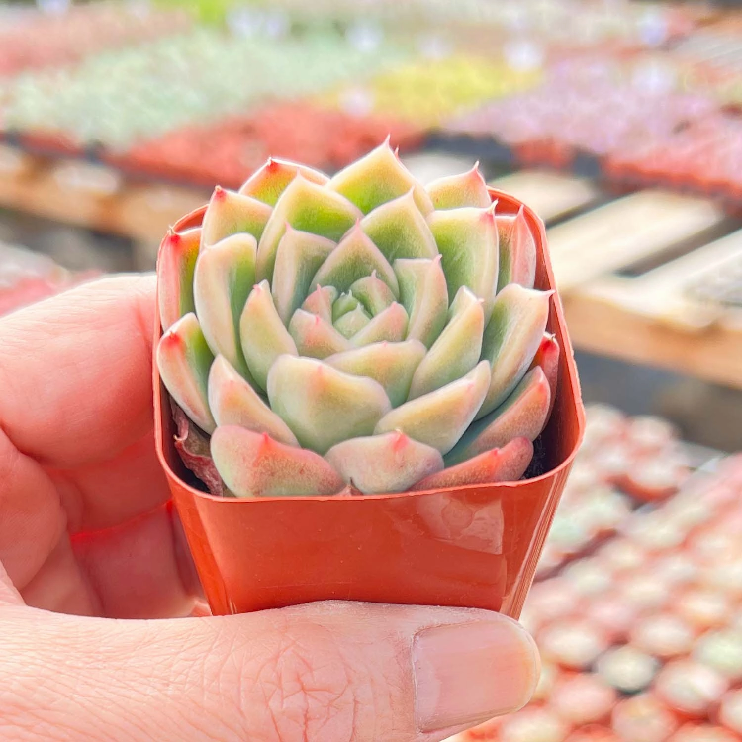 Echeveria 'Malgan'