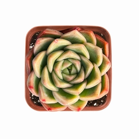 Echeveria 'Malgan' mini ornamental plant  