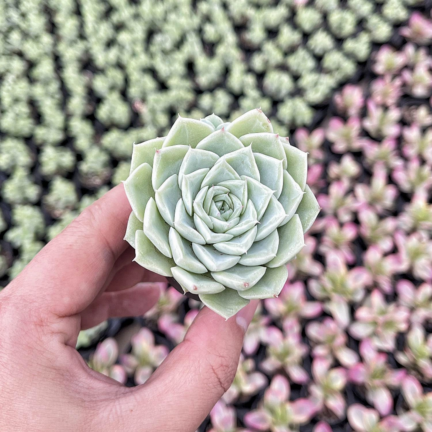 Echeveria 'Malgan' White Swan
