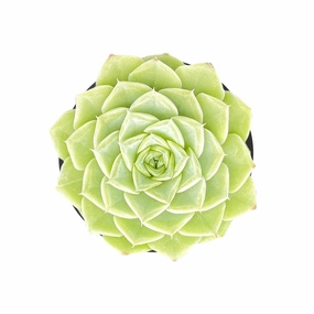 Echeveria 'Malgan' White Swan mini ornamental plant  
