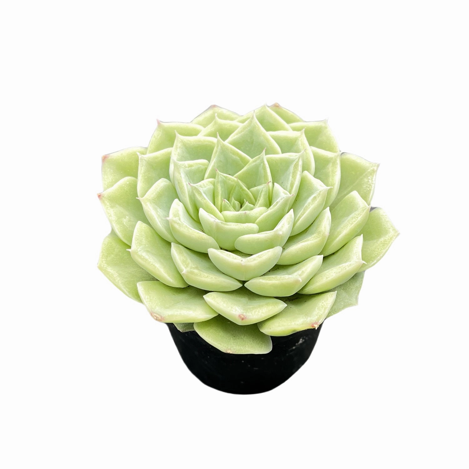 Echeveria 'Malgan' White Swan
