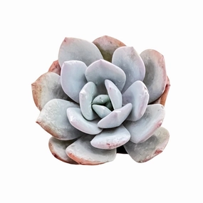 Echeveria 'Matcha Cake' (Rare) mini ornamental plant  