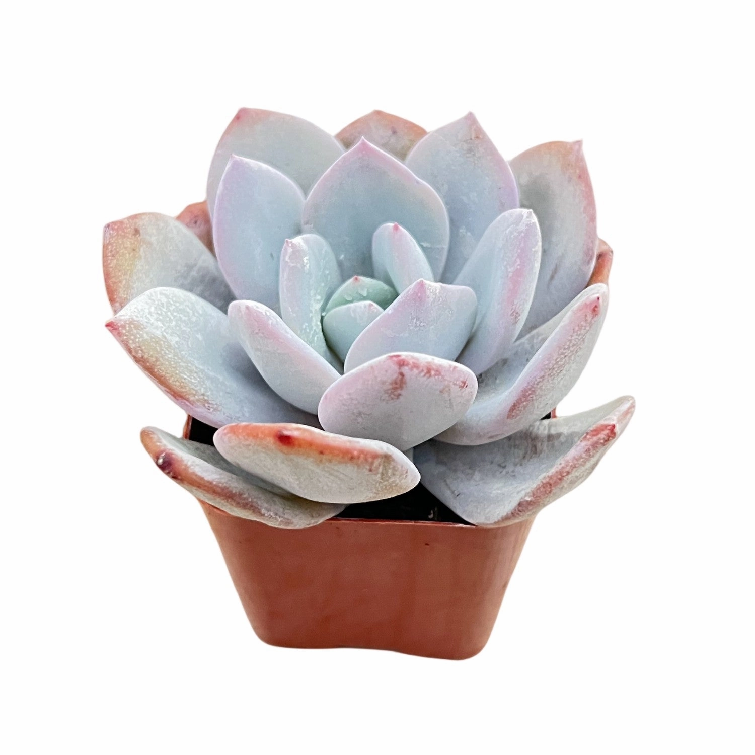 Echeveria 'Matcha Cake' (Rare)