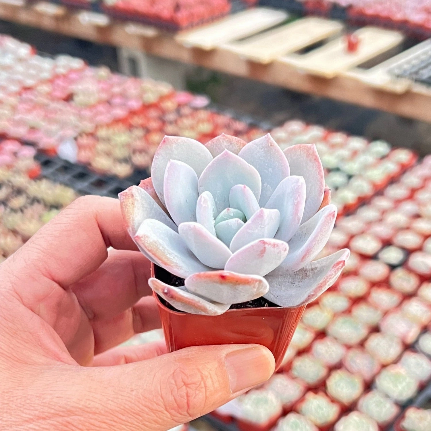 Echeveria 'Matcha Cake' (Rare)