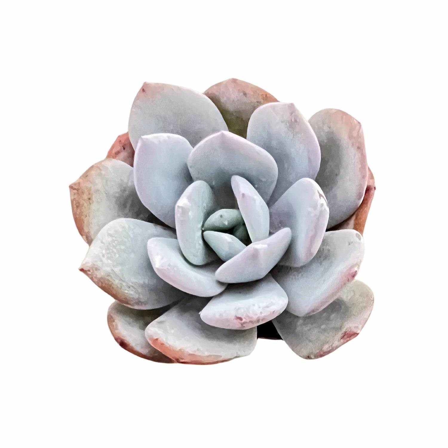 Echeveria 'Matcha Cake' (Rare) mini ornamental plant  