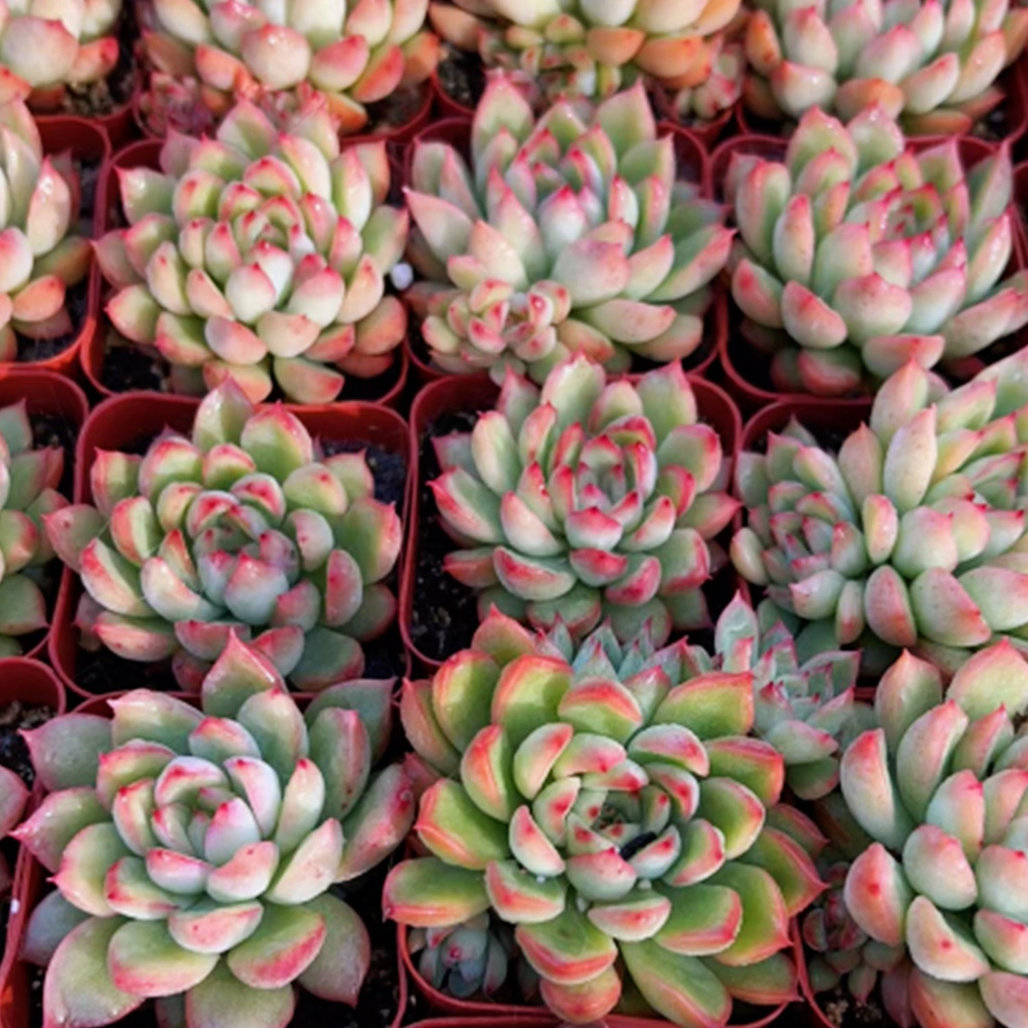 Echeveria 'Mebina'