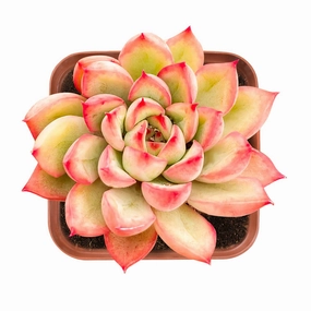 Echeveria 'Mebina' mini ornamental plant  