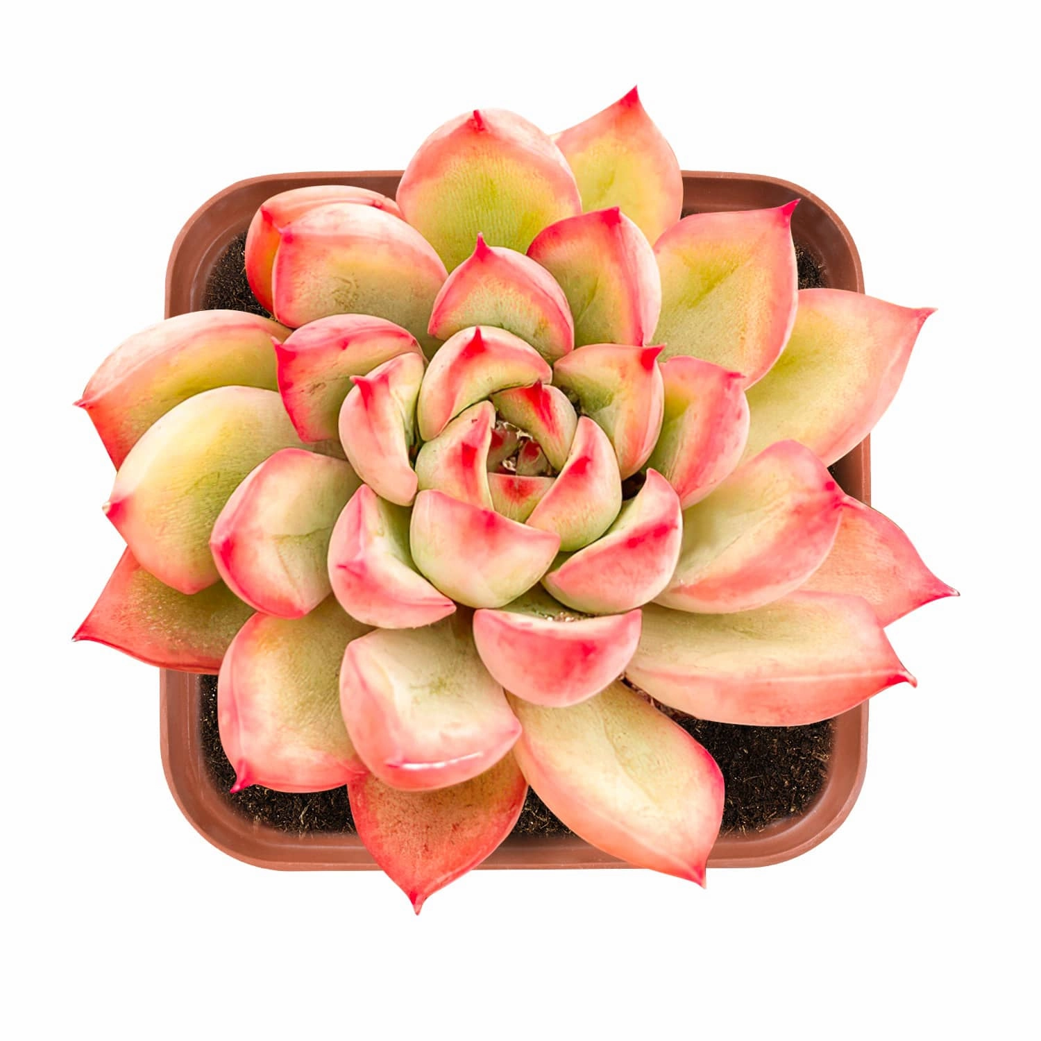 Echeveria 'Mebina' mini ornamental plant  