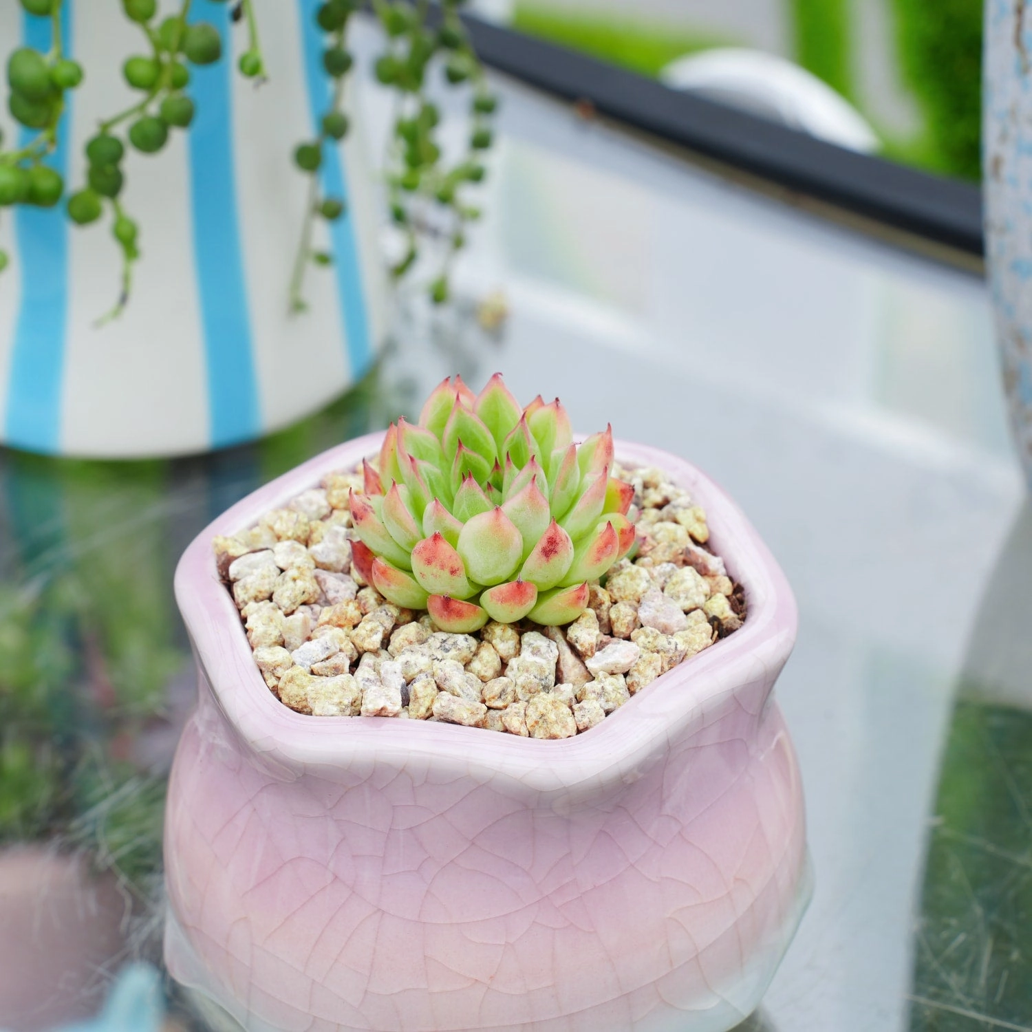 Echeveria 'Mebina'