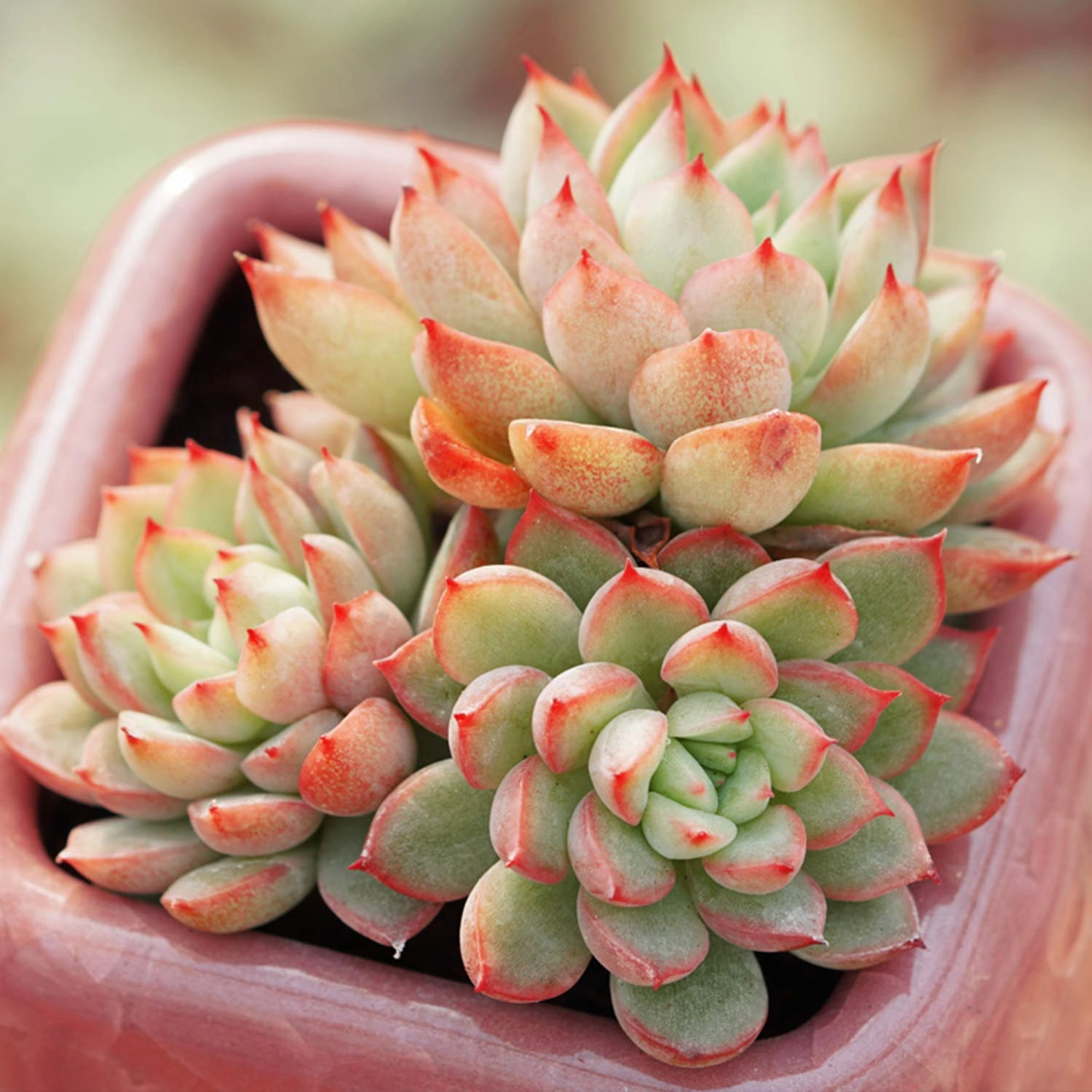 Echeveria 'Mebina'