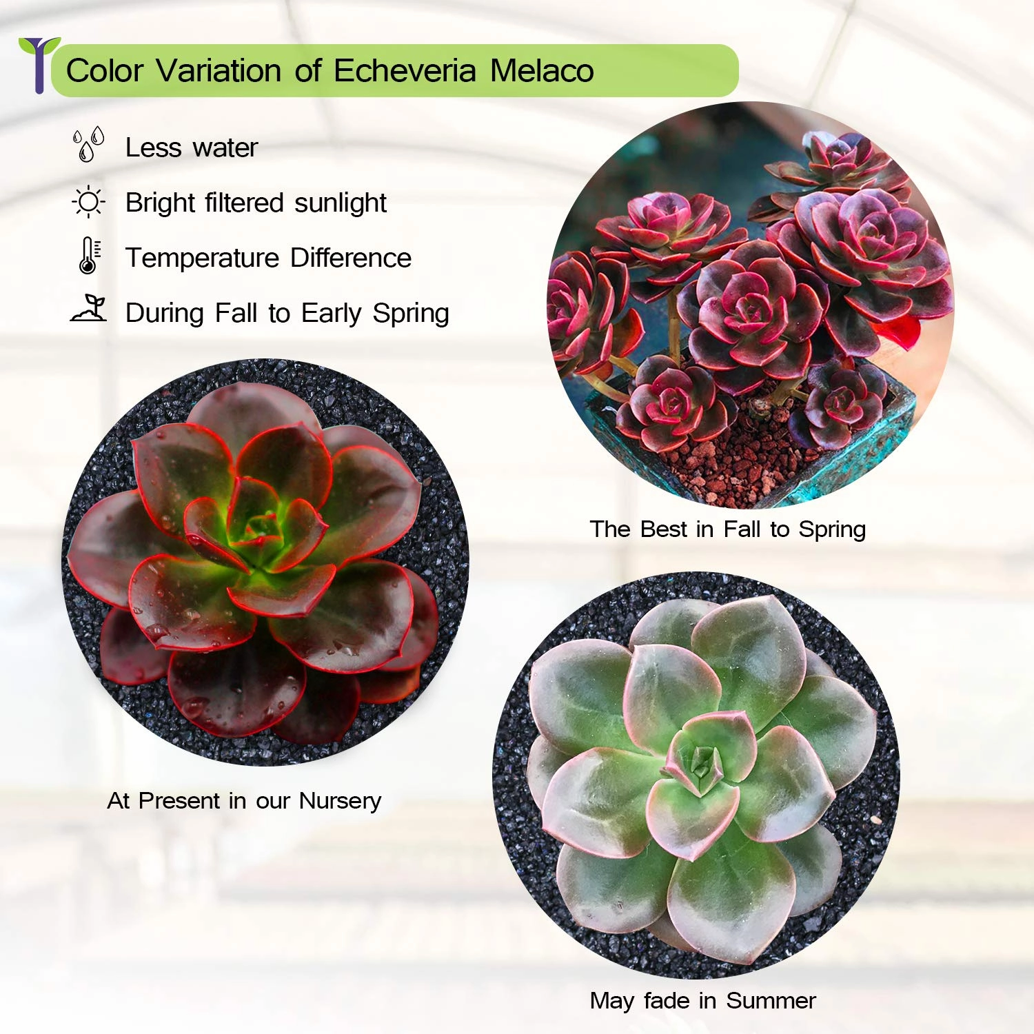Echeveria 'Melaco'