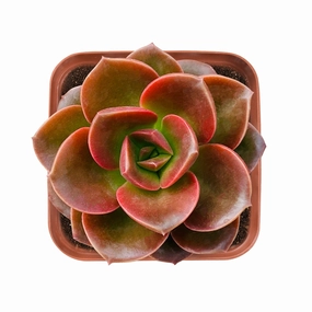 Echeveria 'Melaco' mini ornamental plant  